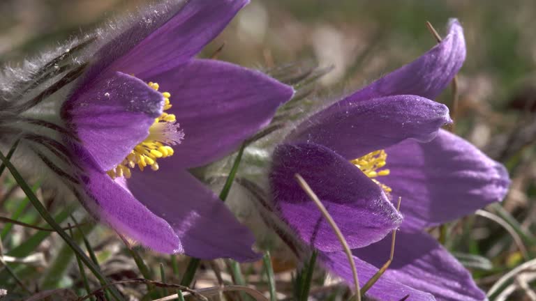 pasqueflower in spring in germany