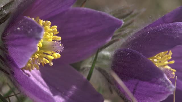 pasqueflower in spring in germany