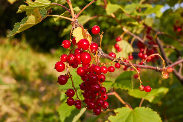 istock red currant berry on a bush. Summer. Harvesting. 1837167995