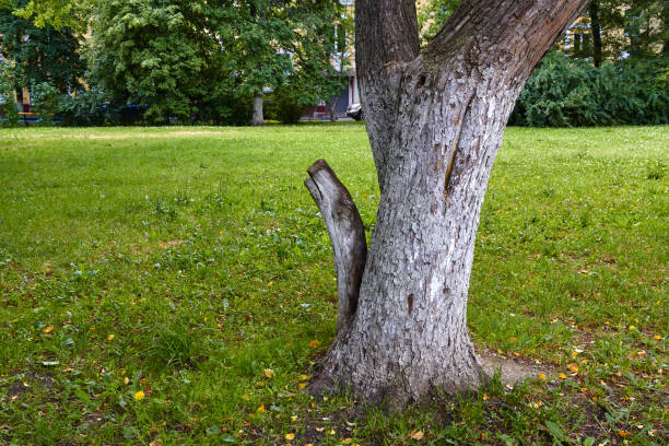 istock painting the trunk of trees with white paint. 1837169046