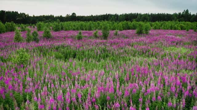 A large field of flowering willow tea tree. There are many pink and purple fuchsia colored plants in the frame. Bright field, boundless blooming. Aerial Drone Shot.