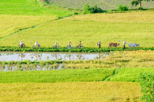 Farmers go to work by bicycle, the field in the early morning. Mekong Delta, An Giang Province, Vietnam