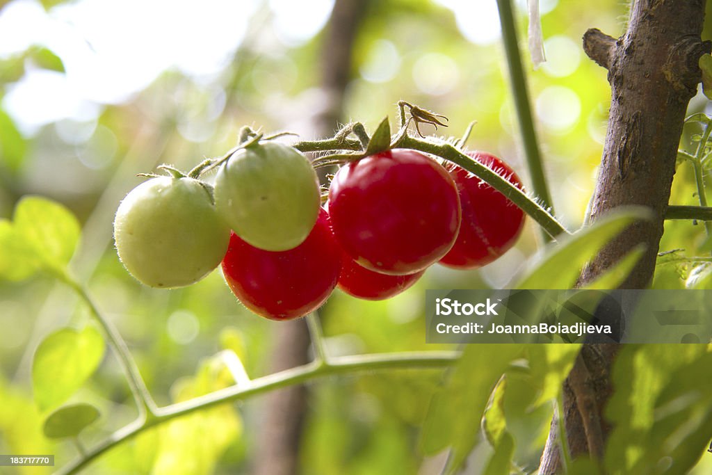 Свежие помидоры для указания на сад - Стоковые фото Без людей роялти-фри