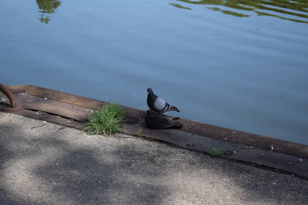 pigeon at the water
