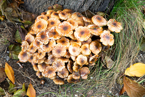 Forest mushrooms on a tree trunk