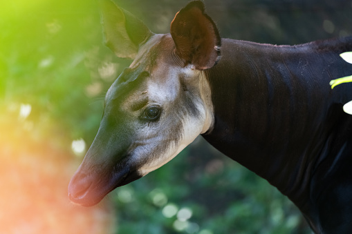 Rare animal Okapi