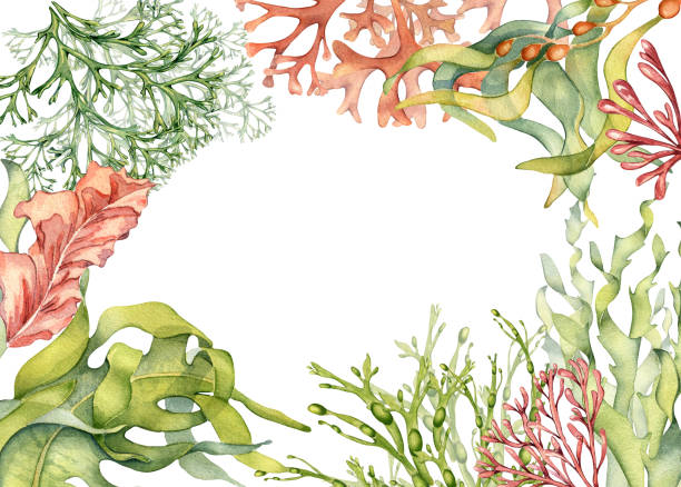 aquarellrahmen von bunten meerespflanzen illustration isoliert auf weiß. laminaria, seetang handgezeichnet. bemalte algenbordüre. designelement für schild, etikett, verpackung, marineverpackungssammlung - spirulina pacifica illustrations stock-grafiken, -clipart, -cartoons und -symbole