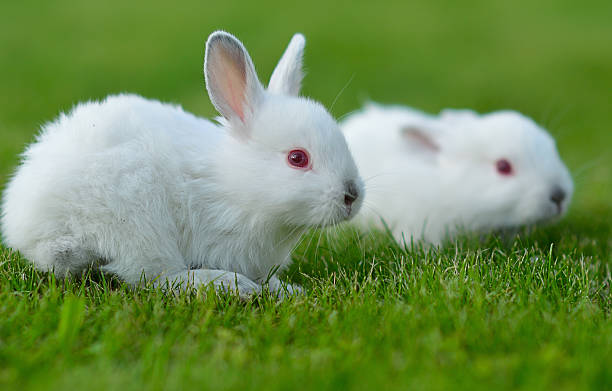 istock Funny baby white rabbits in grass 183720483