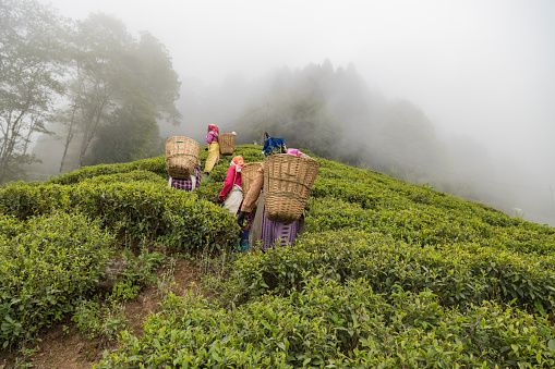Darjeeling, West Bengal,India,20 April 2022 Women pickers plucking tea leaves at height 2,100 metres (6,900 ft) of Margaret's Deck Goodricke Tea Pot.