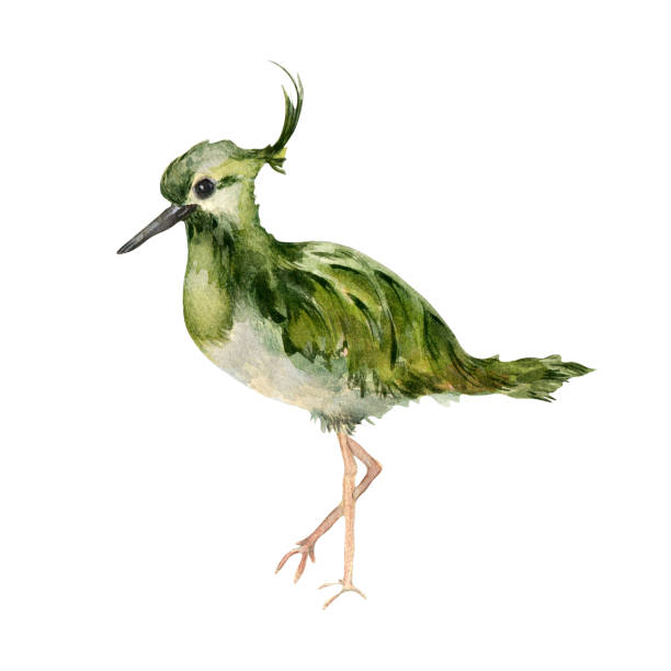 ilustrações, clipart, desenhos animados e ícones de ilustração em aquarela da asa do norte isolada no branco. peewit ou pewit (vanellus vanellus) desenhado à mão. pássaro pintado com tufo. elemento de design para cartão, composição de mola - polder