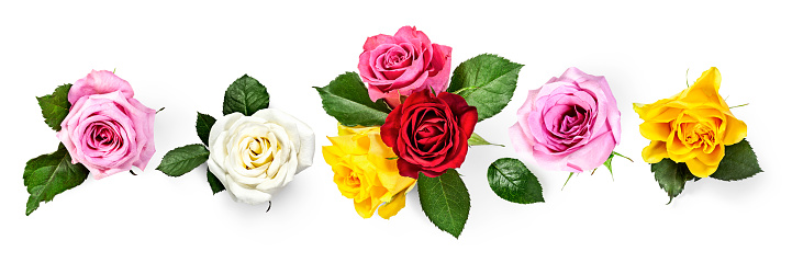 Colorful rose flowers with leaves banner isolated on white background. Summer garden concept. Design element. Flat lay, top view. Creative layout
