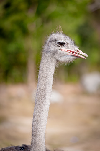 Close-up of the head of an ostrich.