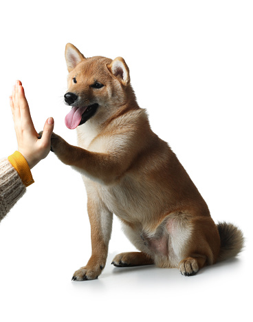 three month old shiba inu puppy. dog on a white background. gives paw. Pet in the studio