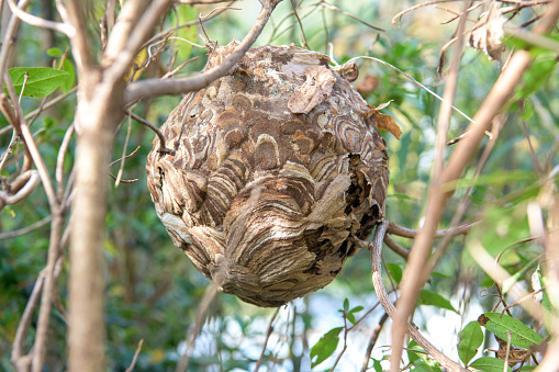 Close-up of a wasp nest found in the bushes