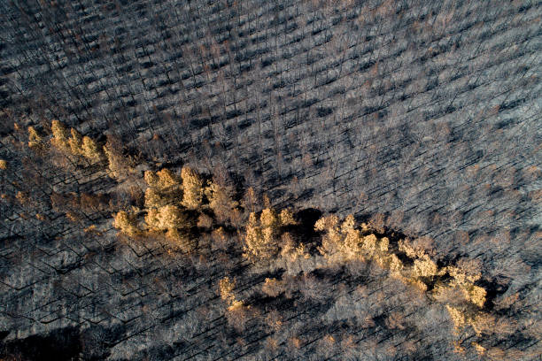 istock drone view of a pine forest after a forest fire 1837250584