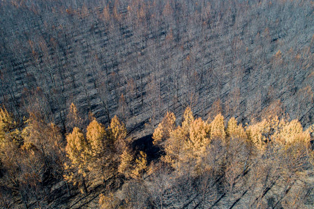 istock drone aerial view of a pine forest after a forest fire 1837251634