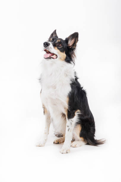 istock Border Collie posing in a studio shot on white background 1837272779