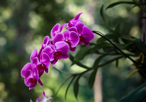 colorful orchid flowers, in a close up photo
