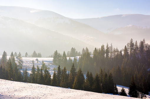 winter scenery in carpathian mountains. forested landscape with snow covered hills on a hazy day. borzhava ridge in the distance