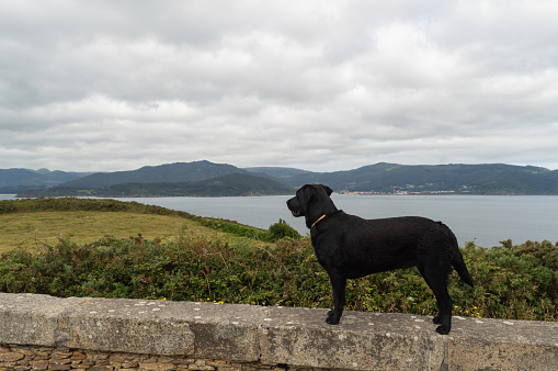 black labrador dog looking at a sea landscape