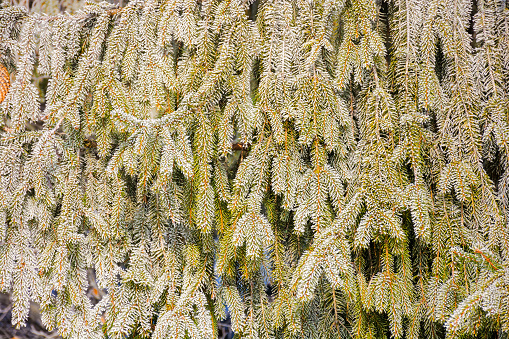frozen branches of a spruce tree in morning light. closeup nature pattern in winter