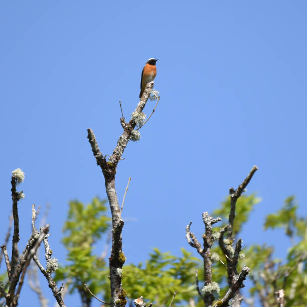 istock Male Common redstart (Phoenicurus phoenicurus) perching in the top of a tree 1837295792