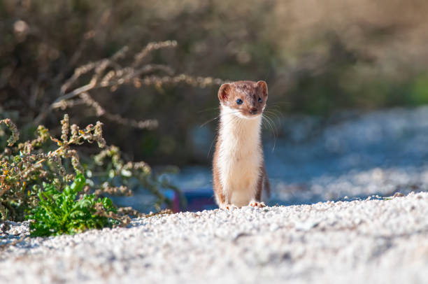 istock Lovely Least Weasel (Mustela nivalis) looking around in the garden. 1837306975