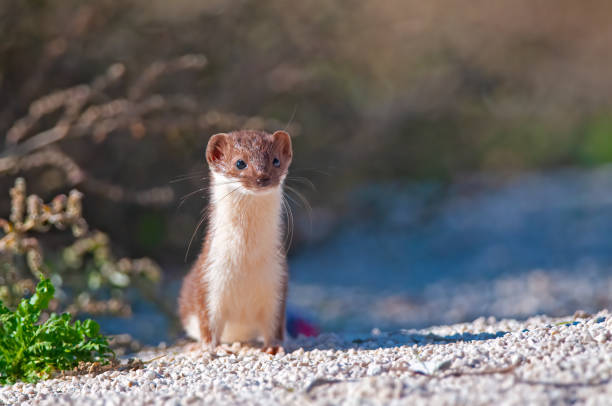 istock Lovely Least Weasel (Mustela nivalis) looking around in the garden. 1837306983