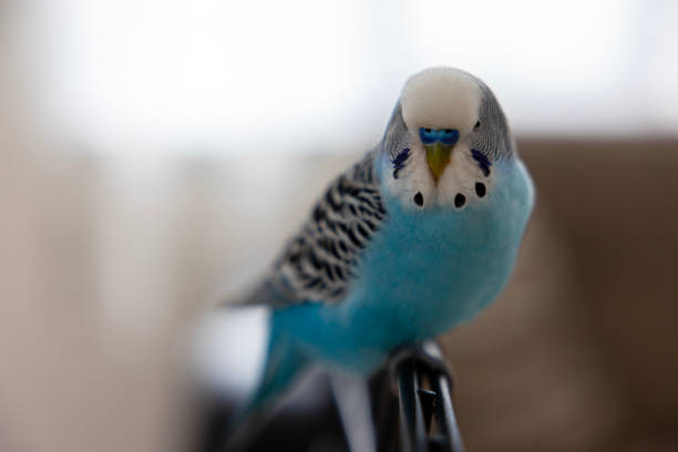 Budgie parakeets studio