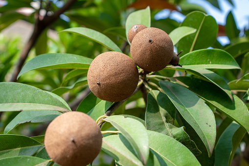 fresh sapodilla fruit on the tree, chickoo fruit. Sapodilla is tropical fruit evergreen tree and sweet taste fruit