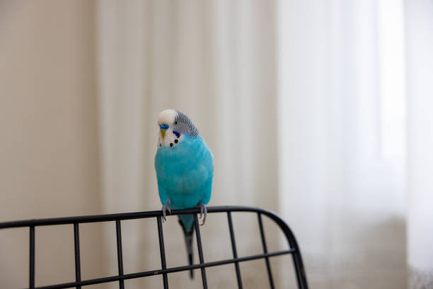 istock small blue bird in the house 1837312243