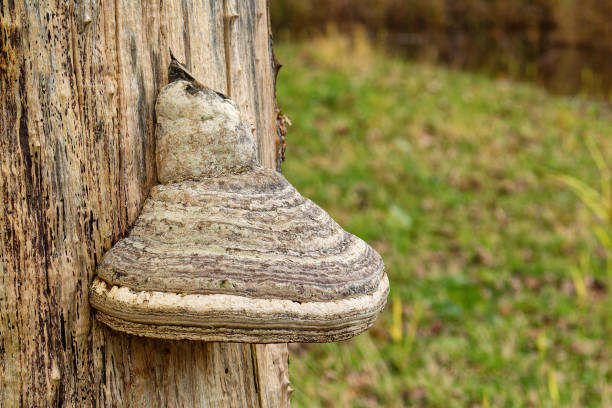 Expanses of countryside. Tree fungus Tinder fungus on a dying tree trunk.