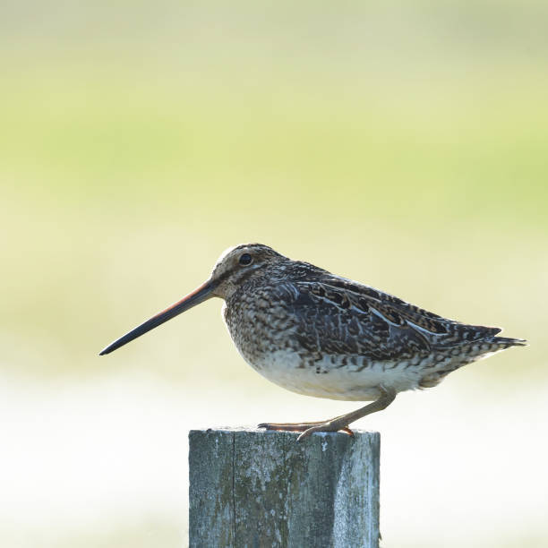 istock The common snipe (Gallinago gallinago) is a small, stocky wader 1837323893