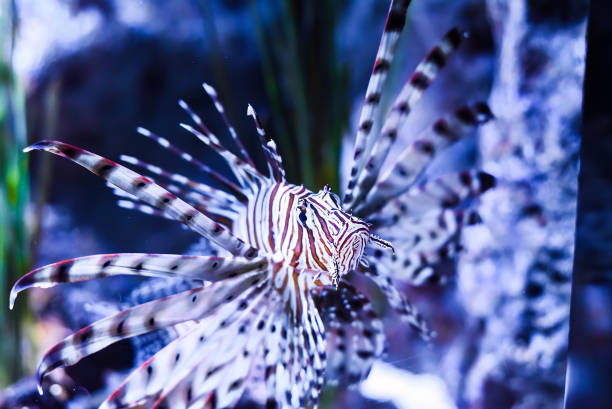 broadbarred lionfish or spotfin lionfish in aquarium broadbarred lionfish or spotfin lionfish in aquarium pterois antennata lionfish stock pictures, royalty-free photos & images