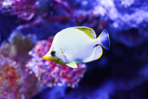 chaetodon xanthocephalus, connu communément sous le nom de poisson-papillon à tête jaune dans les aquariums en thaïlande - poisson papillon à collier blanc photos photos et images de collection
