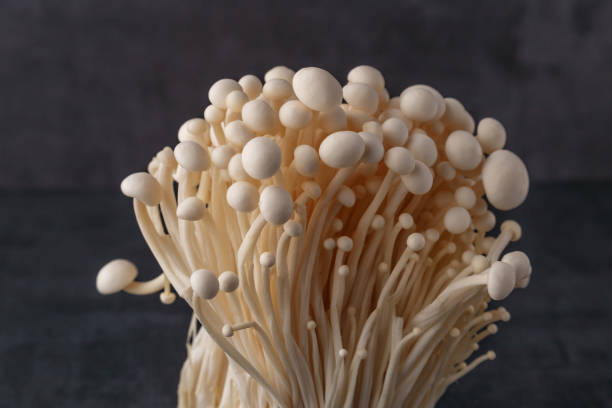 istock Fresh Enoki mushrooms on black background with selected focus.Enoki, also known as velvet shank, is a species of edible mushroom in the family Physalacriaceae. 1837333080
