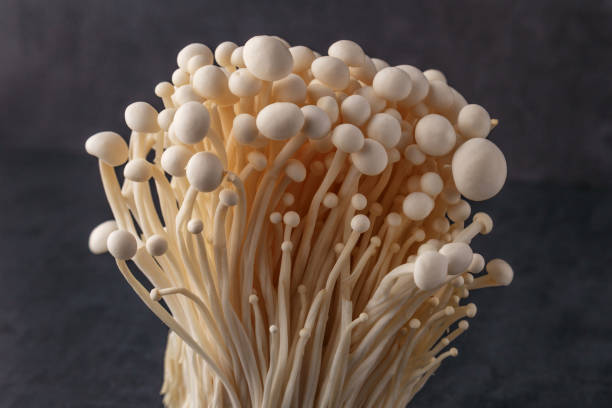 istock Fresh Enoki mushrooms on black background with selected focus.Enoki, also known as velvet shank, is a species of edible mushroom in the family Physalacriaceae. 1837333598