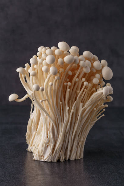 Fresh Enoki mushrooms on black background with selected focus.Enoki, also known as velvet shank, is a species of edible mushroom in the family Physalacriaceae.