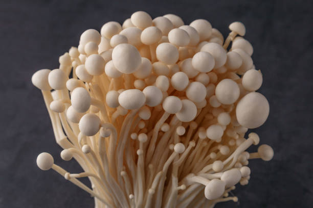 istock Fresh Enoki mushrooms on black background with selected focus.Enoki, also known as velvet shank, is a species of edible mushroom in the family Physalacriaceae. 1837333627