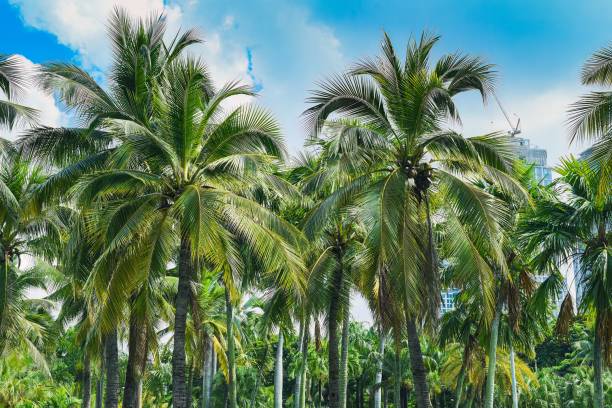 istock Many palm trees in Lumphini park in Thailand 1837334111