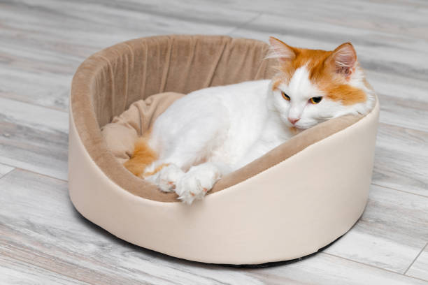 istock domestic cat sleeps in a bed in a funny pose. 1837350442
