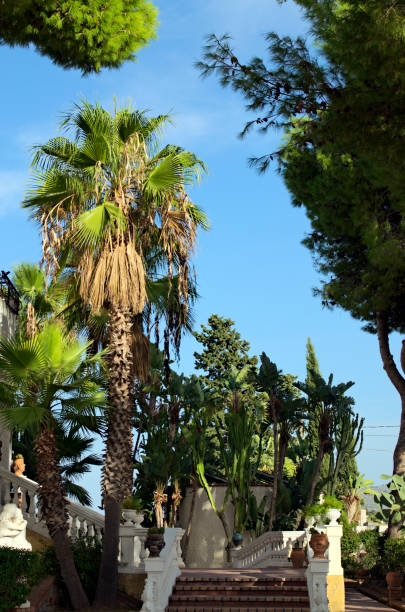 istock Walkway with tropical palm trees and cactuses blue sky background. Beautiful old staircase ladder exotic trees. Travel and tourism concept. Patti is a town and comune in northeastern Sicily, Italy 1837356146