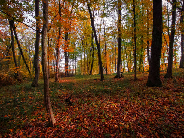 Colorful autumn in a deciduous forest. Yellow leaves on the trees. Atmospheric landscape, beautiful woods.