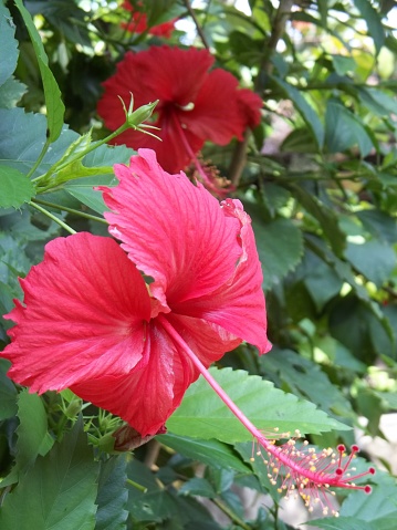 This flower plant that often grows on the side of the road is called Hibiscus rosa-sinensis L.. Red hibiscus rosa flowers have a more striking color.  This plant is a shrub of the Malvaceae family which originates from East Asia and is widely planted as an ornamental plant in tropical and subtropical areas. The flowers are large, red and odorless. The flowers of various cultivars and hybrids can be single flowers (layered corolla) or double flowers (layered corolla) which are white to yellow, orange to dark red or pink.