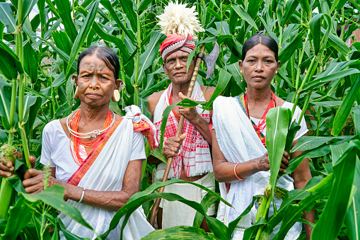 Two women and a man from the Lanjia Saura tribe of the Indian region of Odisha surrounded by a cornfield