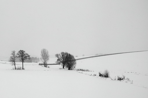 Lonely trees in the winter landscape of the Polish countryside.