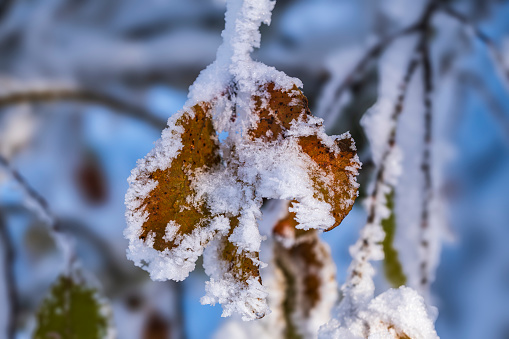 Close-up of a dead leaf covered with snow in Taunus/Germany