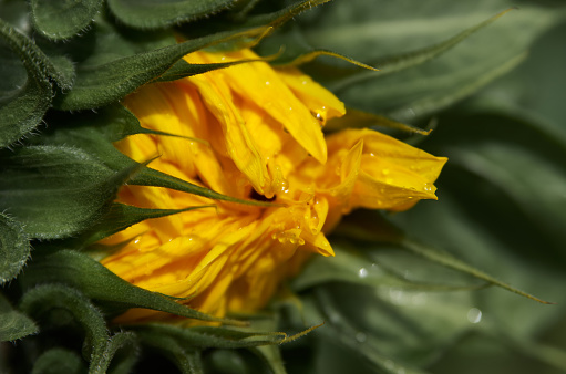 Unopened sunflower bud close-up