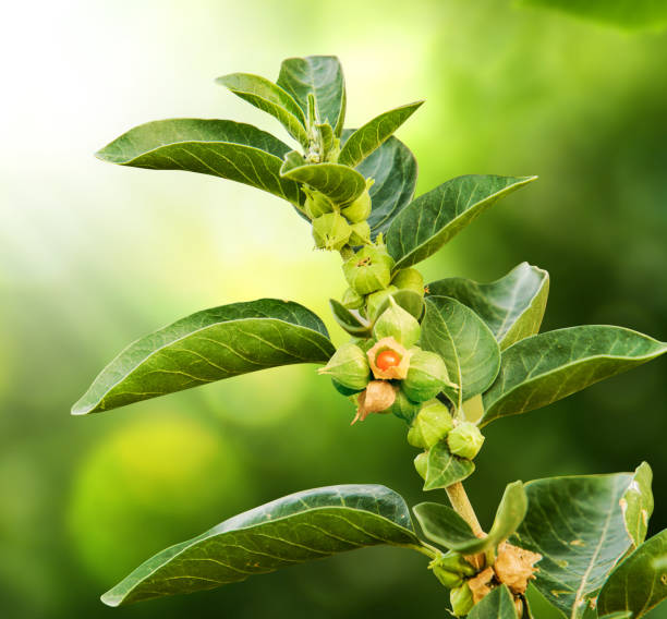 Ashwagandha Dry Red Fruits