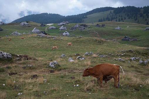 A grazing cow in the mountains of Velika Planina, a dispersed high-elevation settlement of mostly herders' dwellings on the karst Big Pasture Plateau in Upper Carniola region of Slovenia